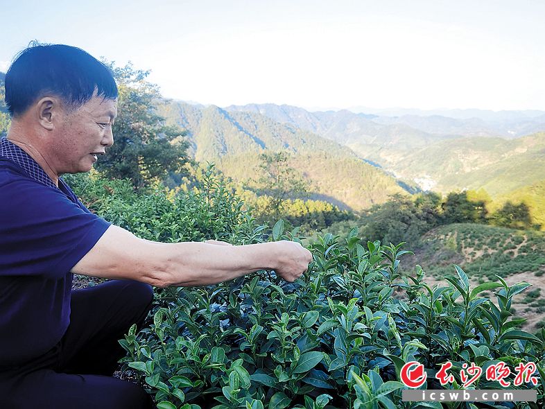 宁乡烟熏茶属于什么茶,宁乡烟熏青茶功效