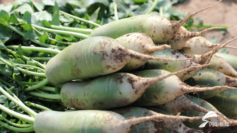 特色种植“品牌化”！宁津：水果飘香产业兴走出“甜蜜”致富路