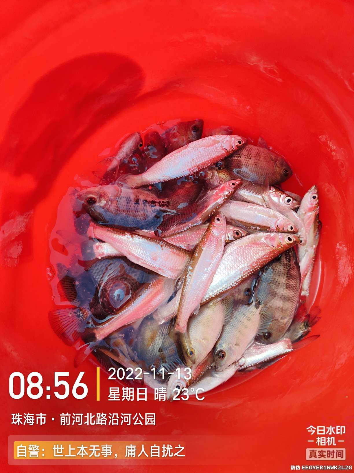 刷新了对钓鱼的认知,钓鱼的十个思维方法