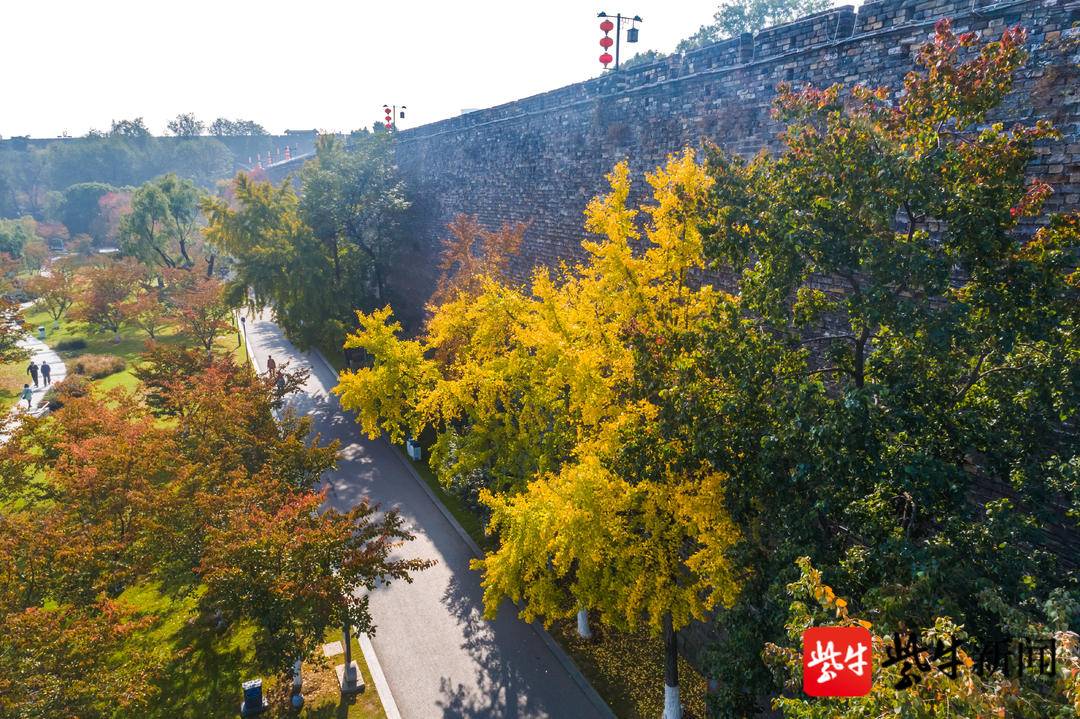 南京观银杏最近最美去处,南京赏银杏好去处