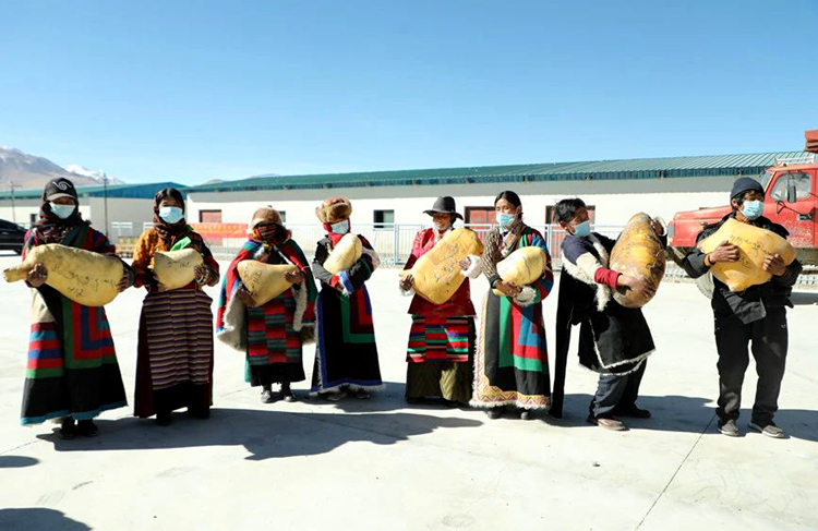 *藏西**阿里：牧区改革现成效年底分红笑开颜