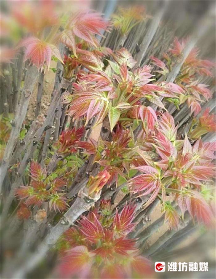 梅花山下“香椿红”