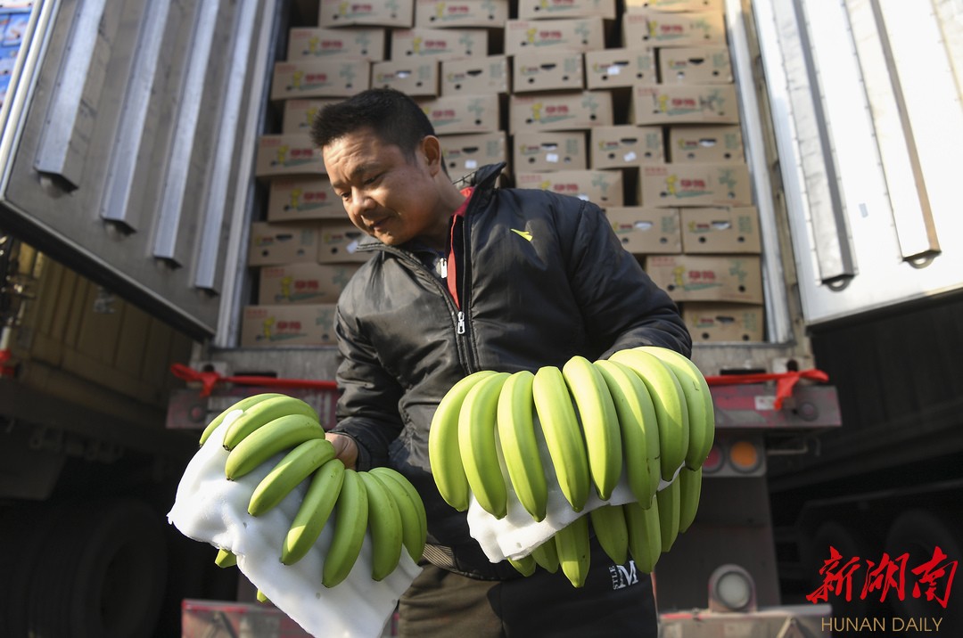 500多吨香蕉,运送500斤香蕉
