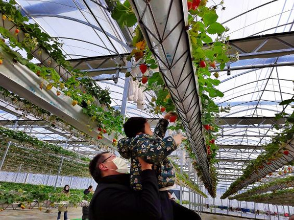 上海青浦草莓采摘基地,金山草莓和青浦草莓