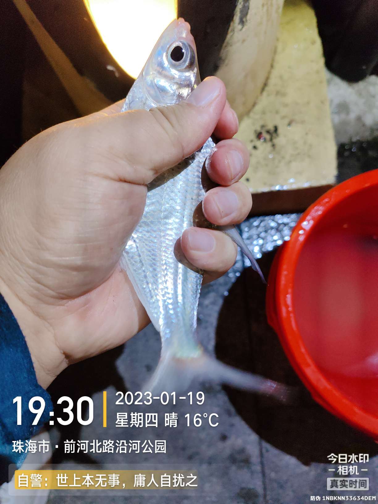 再回昔日热门钓位，铩羽而归，幸有鳊鱼数尾，颜面方得以保留