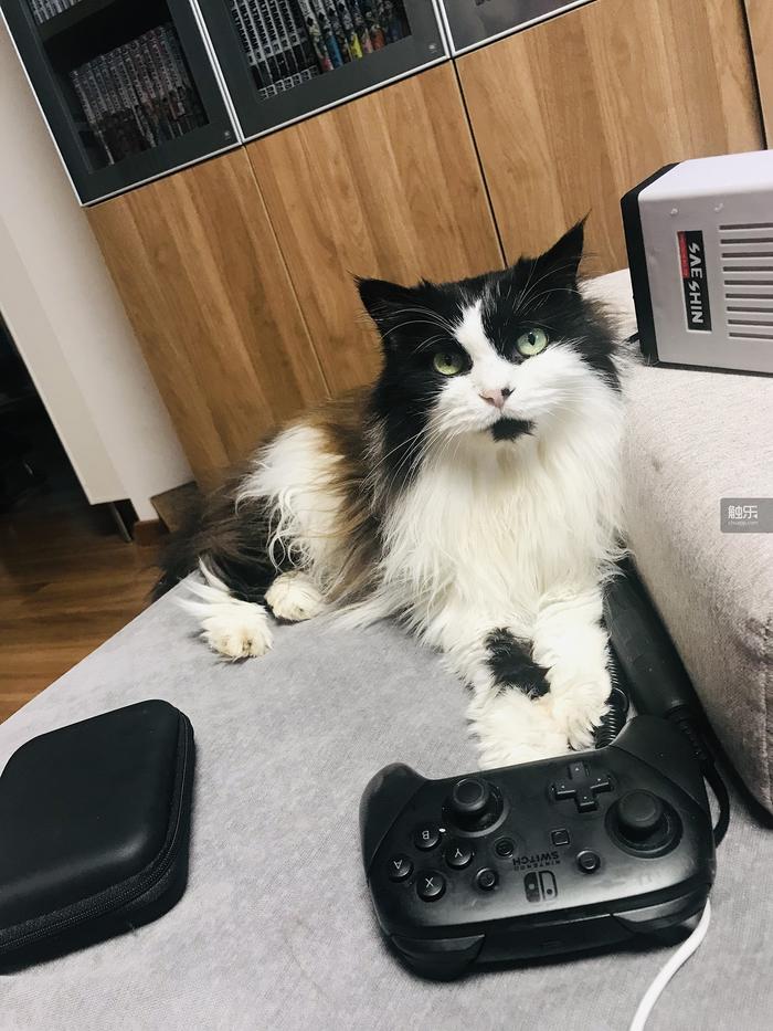 触乐问触乐·兔年篇