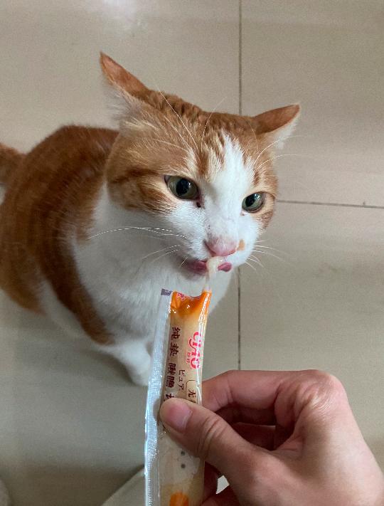 撸猫遛狗还能挣钱！95后兼职春节宠托师，有人10天收入过万