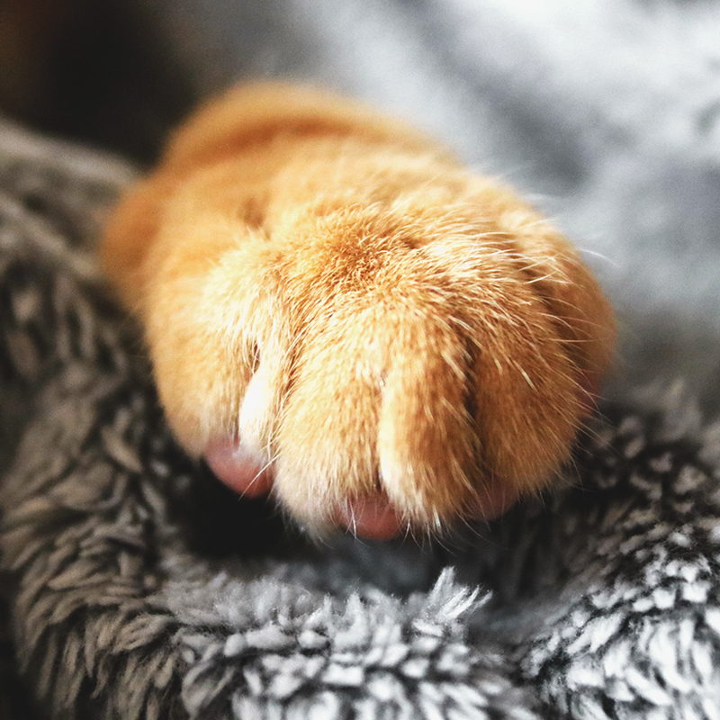 英式马术障碍赛儿童,马术儿童障碍赛