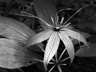 它世界第499期「屋有七叶一枝花，毒蛇不敢进我家」神奇植物七叶一枝花