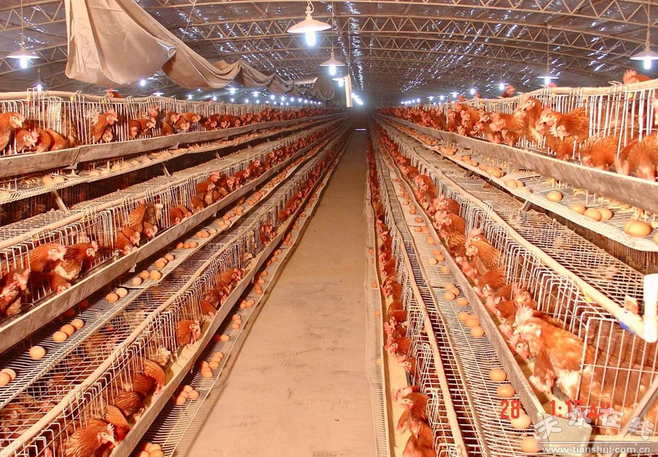 武山县重点工作会议,武山县乡村振兴四个一批