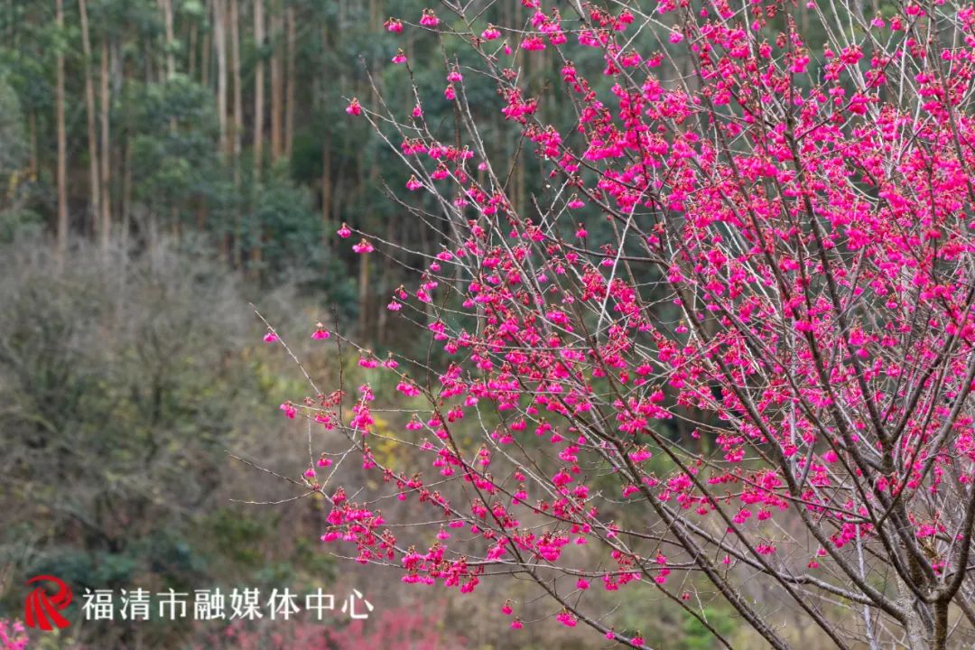 福清看樱花的地方,福清樱花圣地