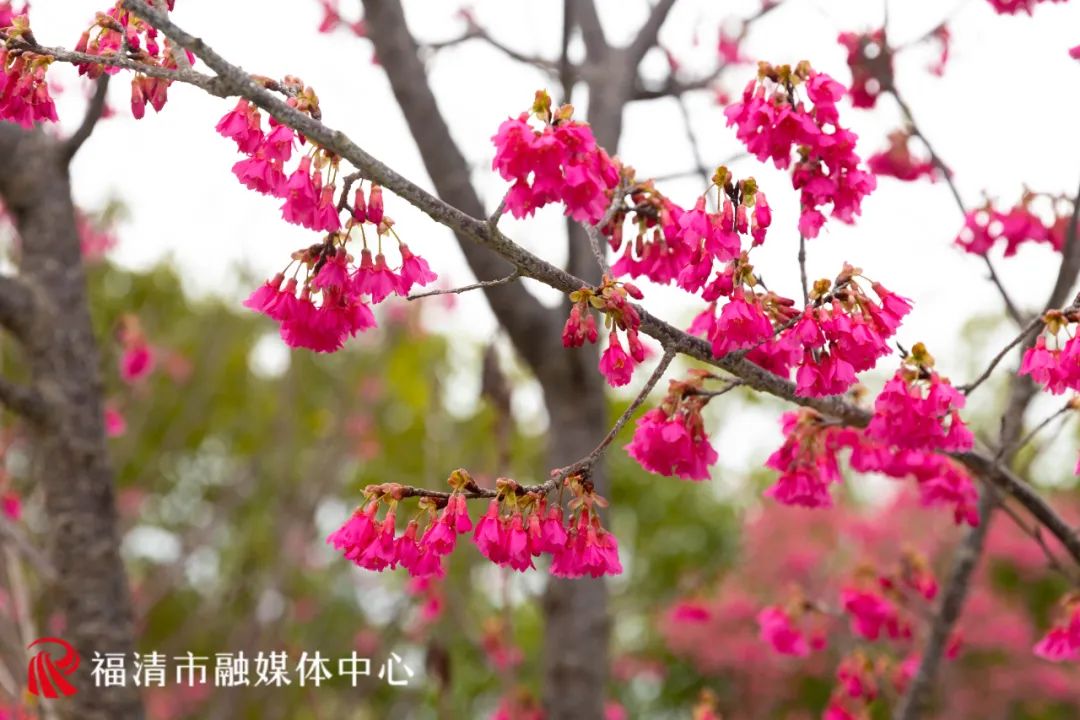 福清看樱花的地方,福清樱花圣地