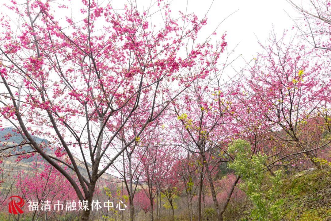 福清赏樱花,福清粉色樱花