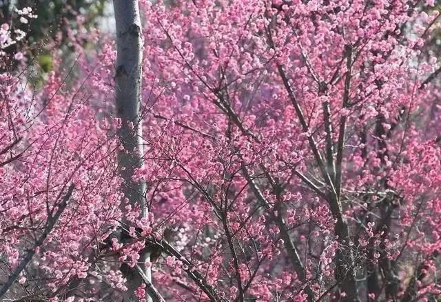 合肥最美赏梅地,合肥春季周边自驾一日游最佳路线