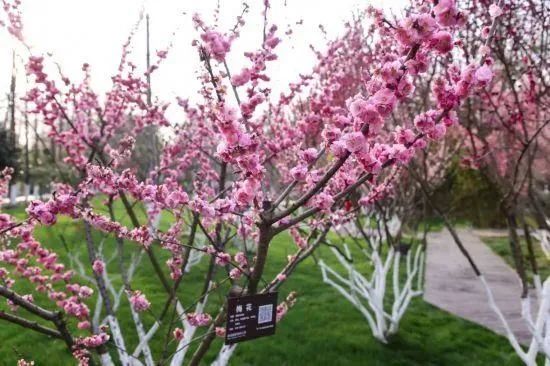 合肥最美赏梅地,合肥春季周边自驾一日游最佳路线