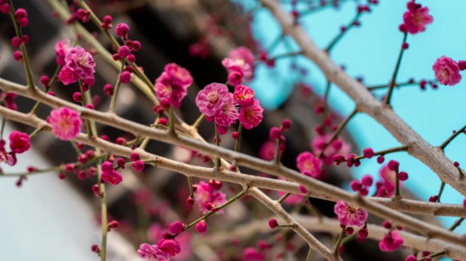 郑州最全的春季赏花地图来啦,郑州最全春季赏花地图
