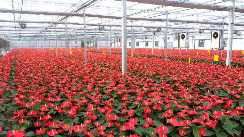 落子布局,产业布局加快区域产业高质量发展