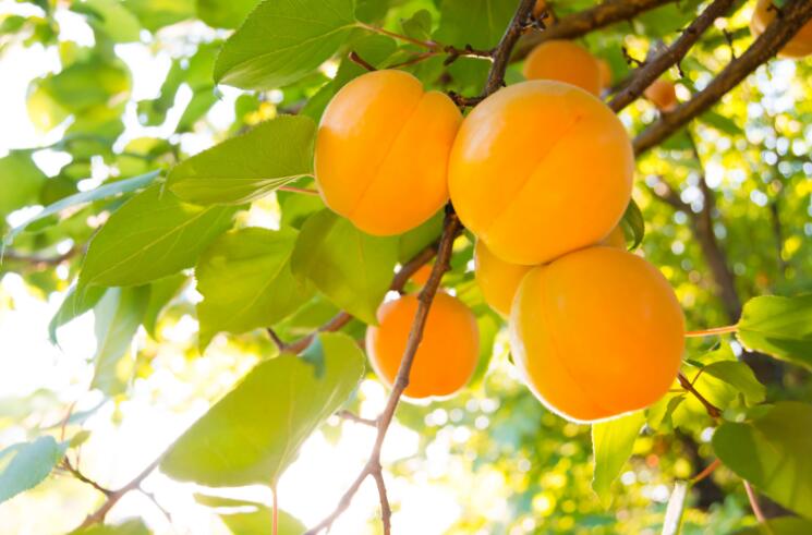 梅子酱盘点全网最火的乌梅子酱,爆火的乌梅子酱是什么味道