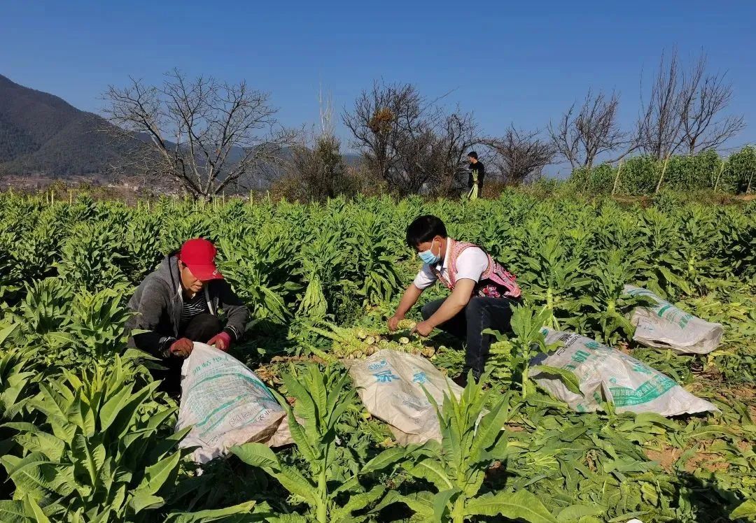 农民增收致富金钥匙,瓦哲村
