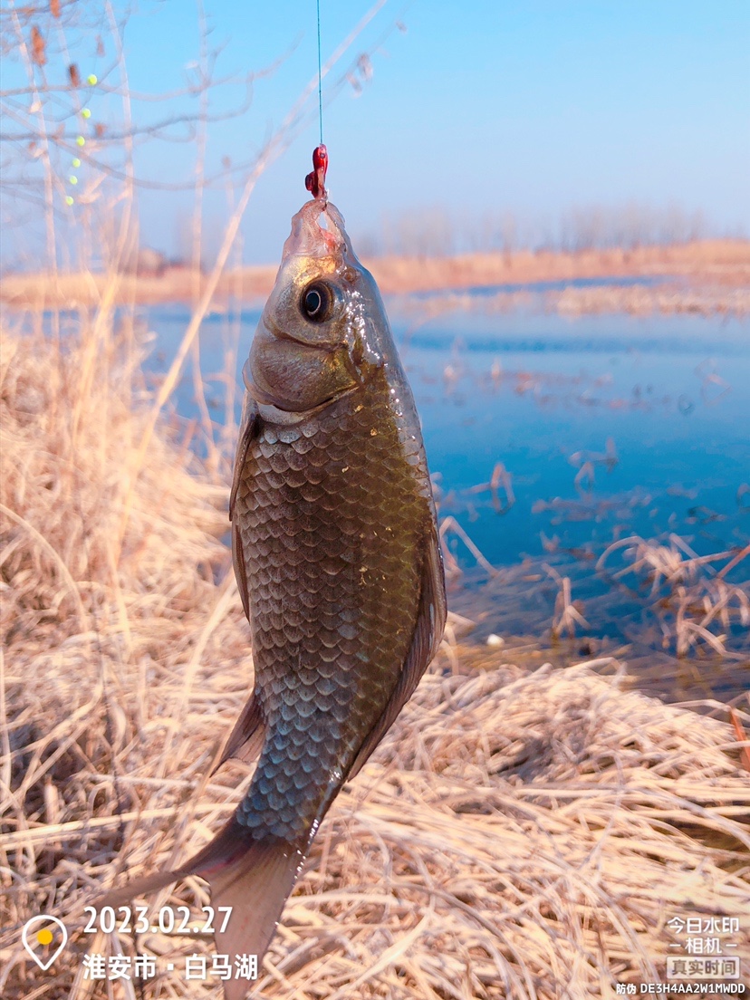 白马湖禁止钓鱼吗,白马湖朝阳河禁钓吗