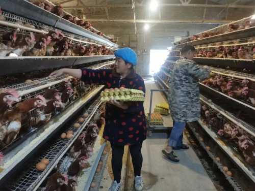 卢氏：抱团取暖规模养殖凸显生态经济效益