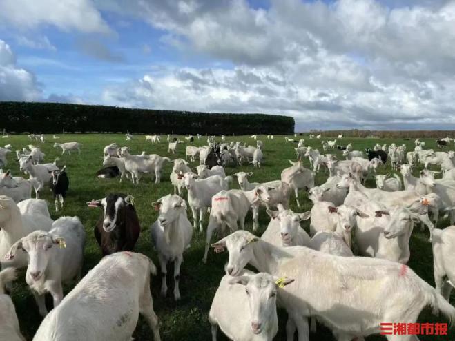 新西兰原装进口纯羊奶,新西兰health羊奶