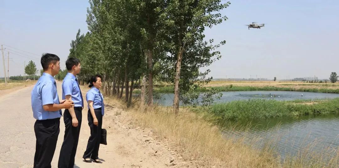 大雁图片真实照片,大雁的真实图片大全