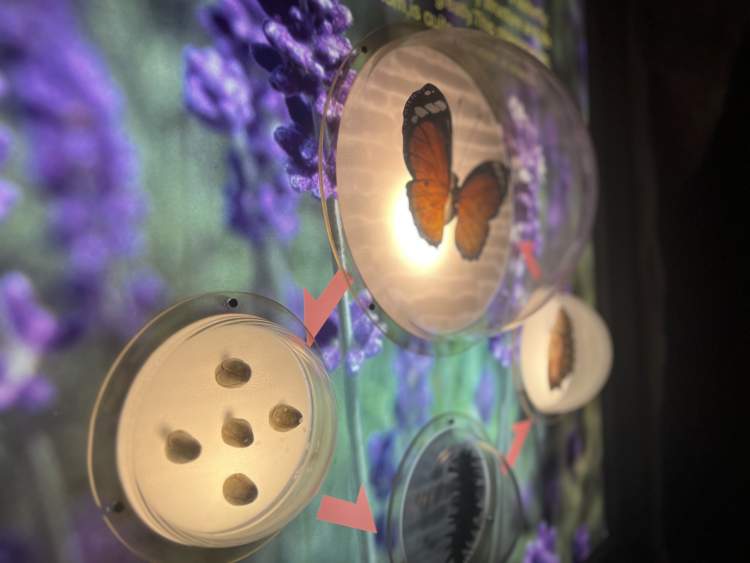 上海科技馆闭馆竟然有彩蛋!太羡慕最后一场电影的观众,有惊喜,值得永远珍藏的那种