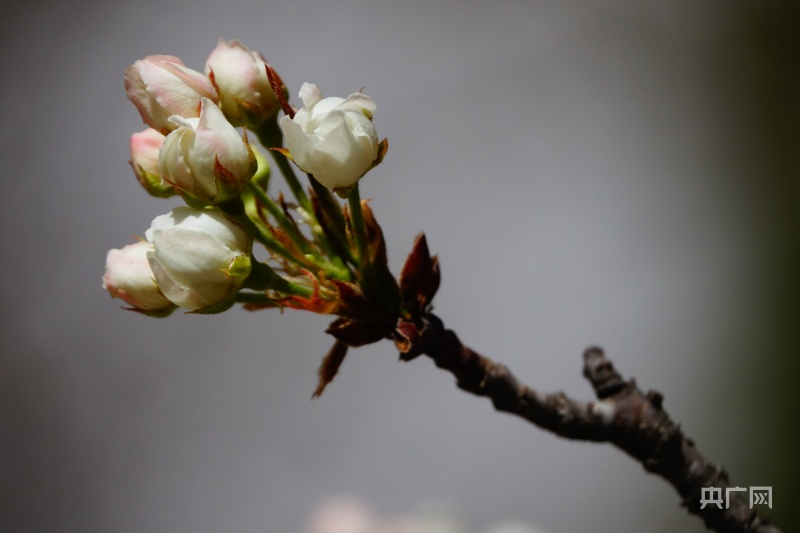 青海贵德花海,贵德梨花花期