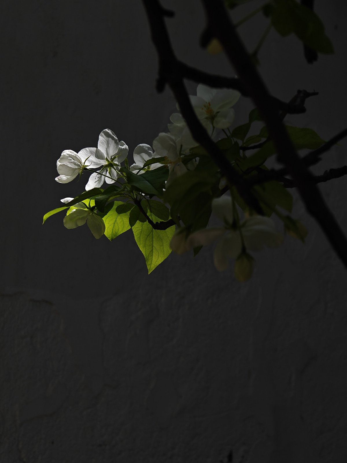 oppofindx6pro,oppofindx6pro和findx6区别