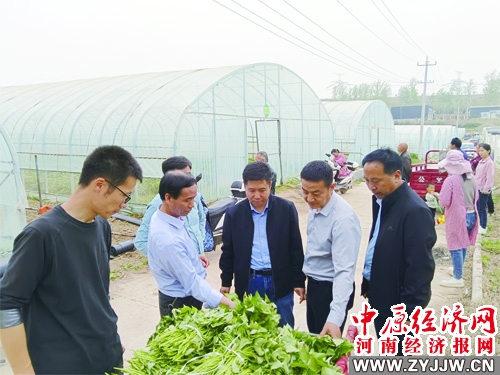 甘薯新技术培训,甘薯种植技术100问