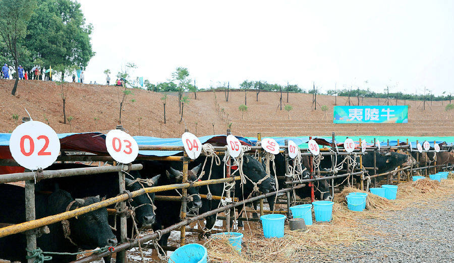 枝江肉牛产业发展,全国肉牛产业发展大会