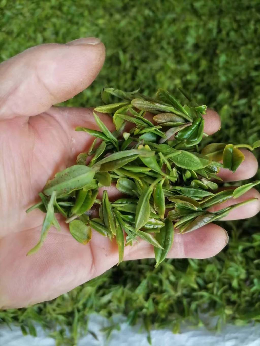 半岛调查,半岛调查指的是什么