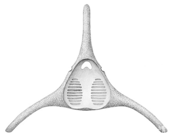 那块缺失的“拼图”——丘比特华南鱼