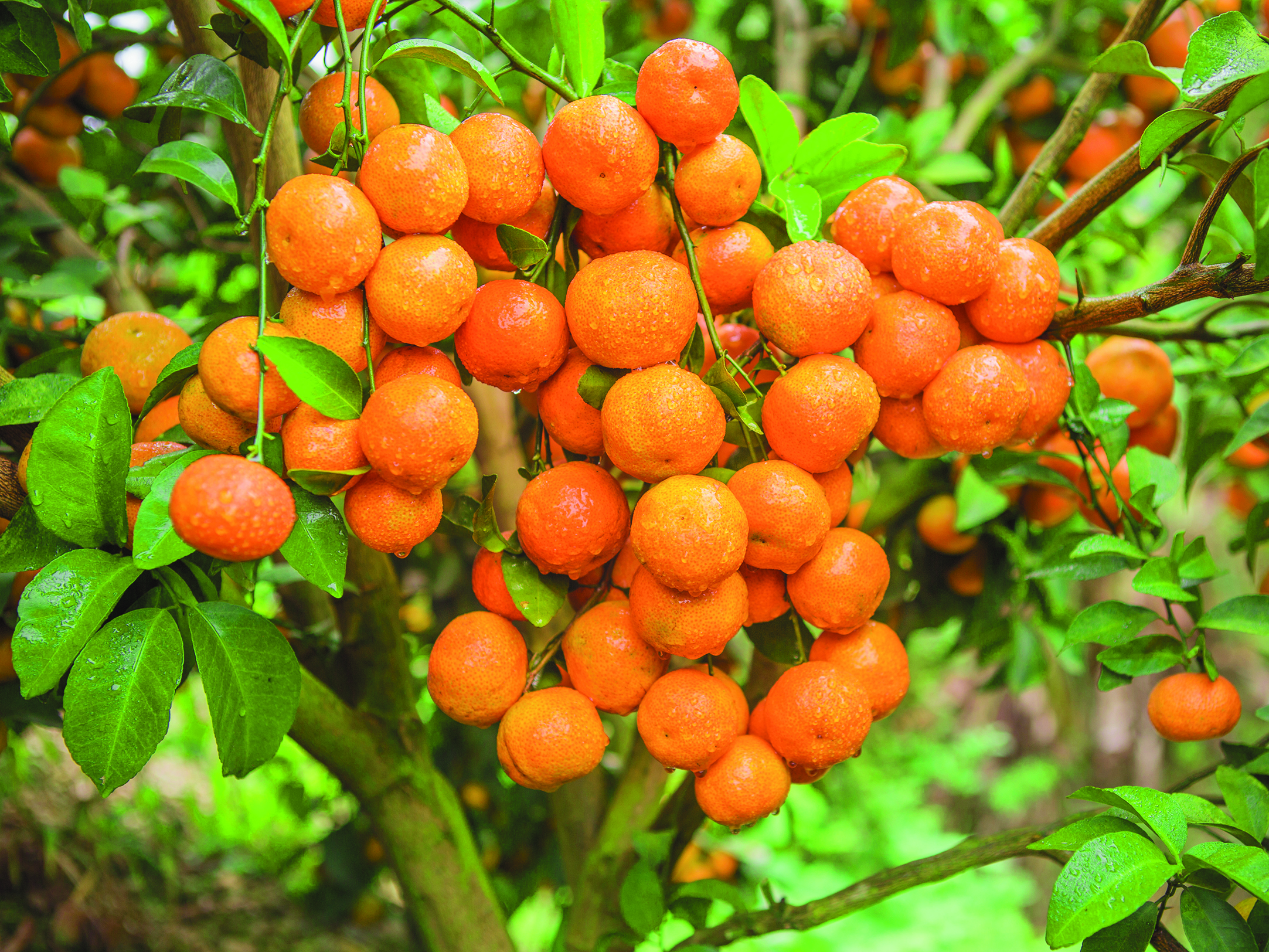 西林特产食品,西林特产有哪些