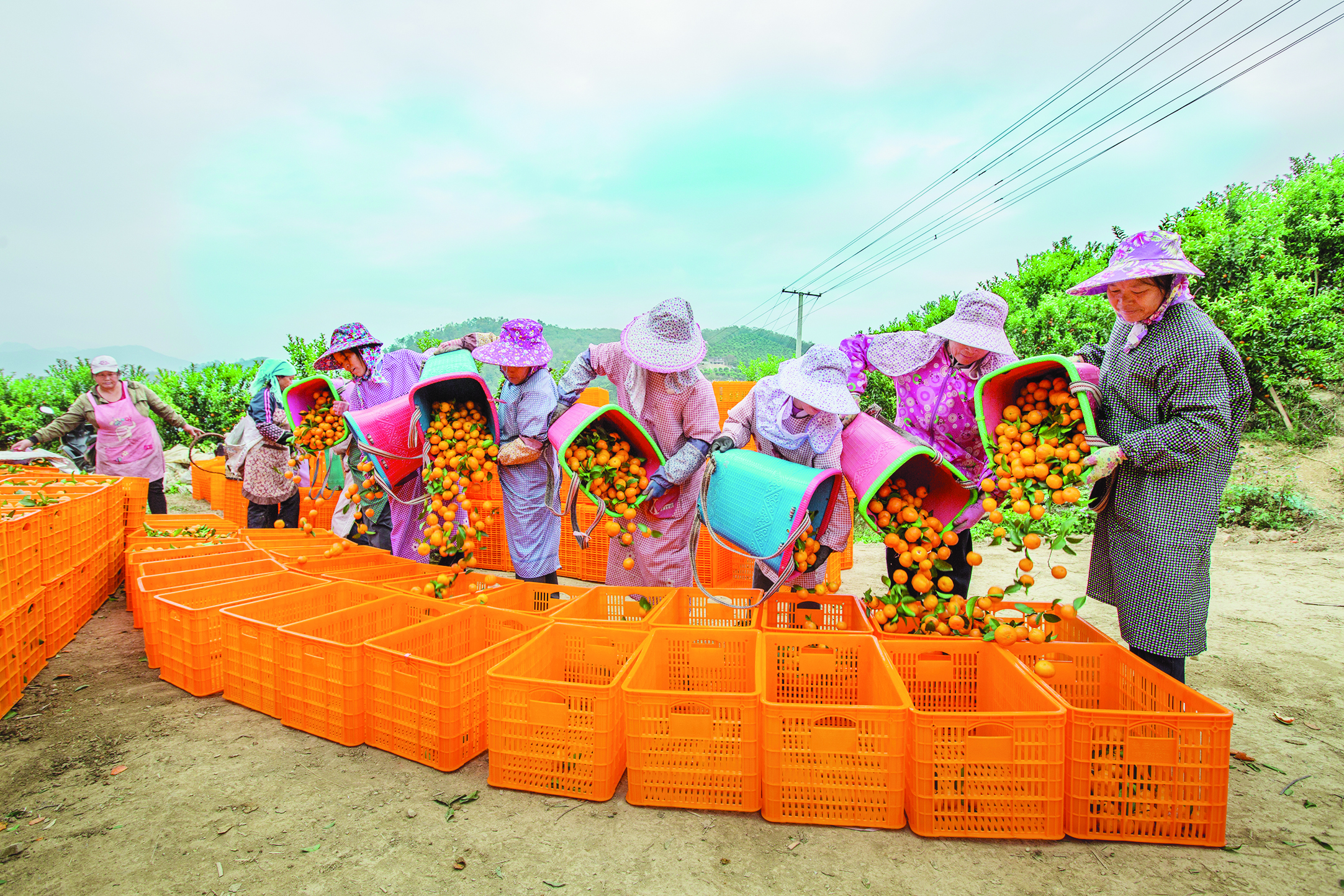 西林特产食品,西林特产有哪些