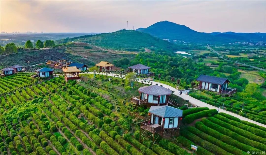 柏塘万亩茶园网红打卡地,孝昌县最好的茶园