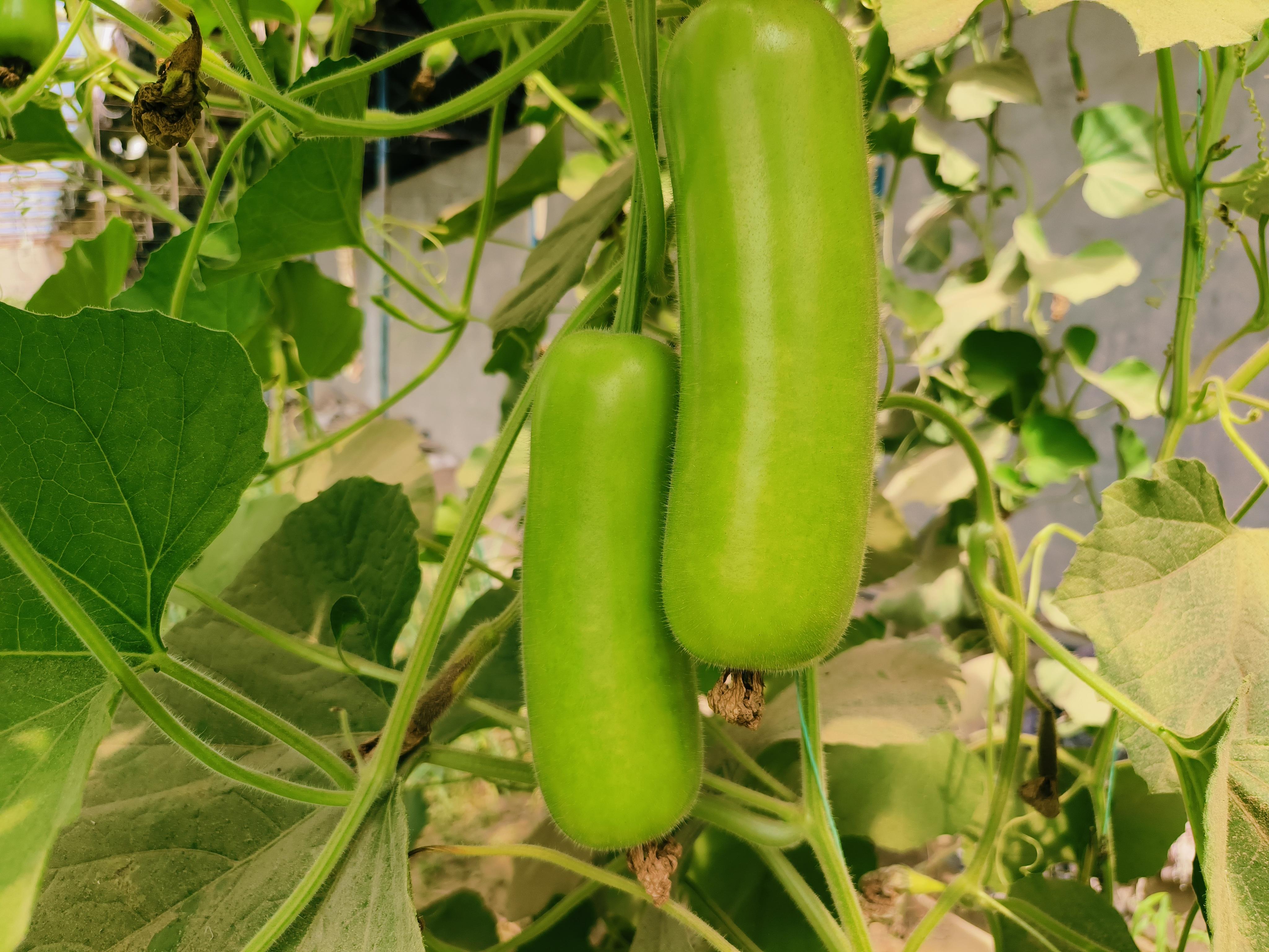 大棚经济打造乡村振兴新引擎,农业大棚如何助推乡村振兴