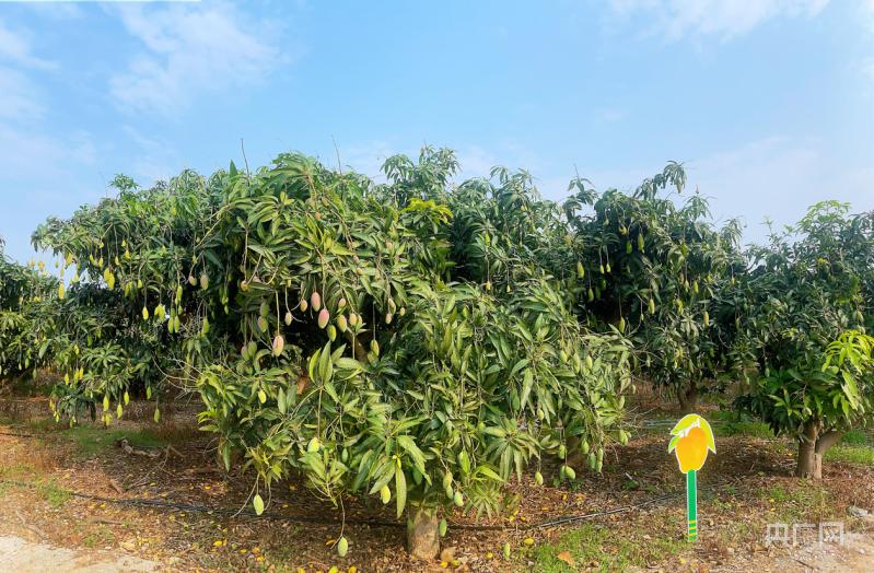 闻见·水果香丨田东县热出“芒果味儿”