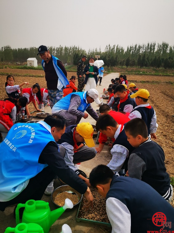 国槐绿化效果图,国槐的园林景观