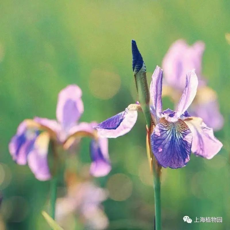 不同品种的鸢尾花怎么区分,鸢尾花品种及图片大全欣赏