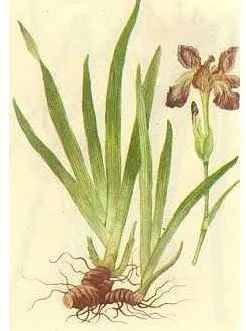 不同品种的鸢尾花怎么区分,鸢尾花品种及图片大全欣赏