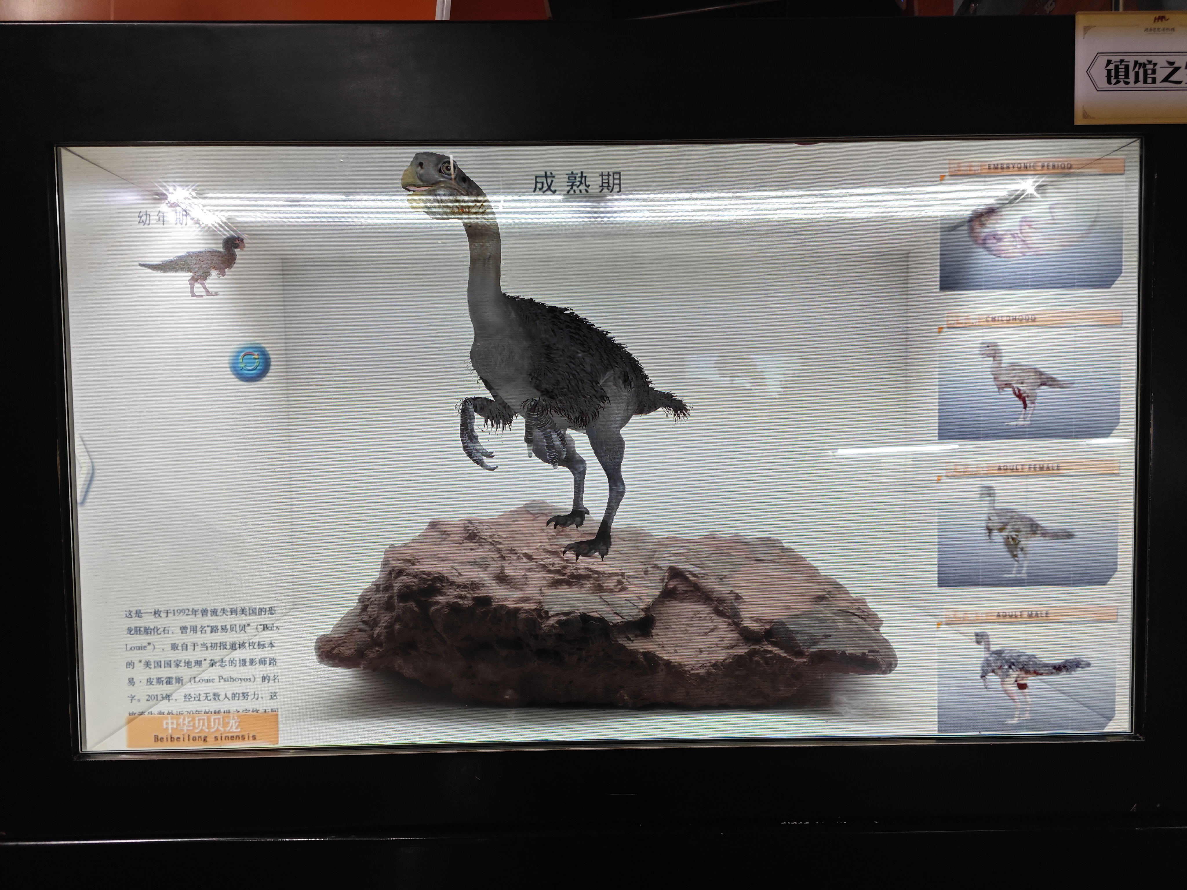 带你走进郑州自然博物馆,郑州有哪些带有恐龙化石的博物馆