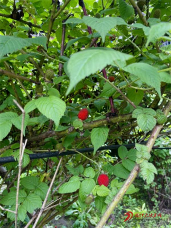 怒江贡山的这个村红树莓成了致富“金果果”