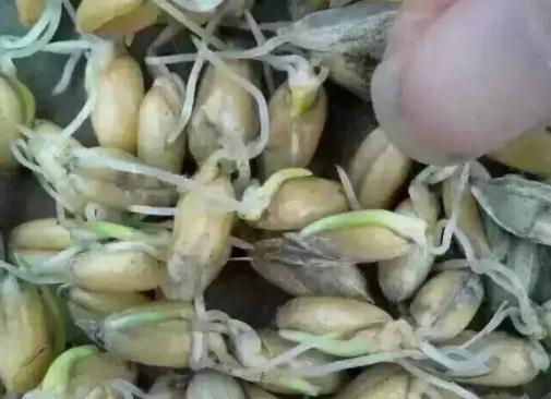 小麦干旱少雨怎么办,小麦田间雨水多变黄怎么办