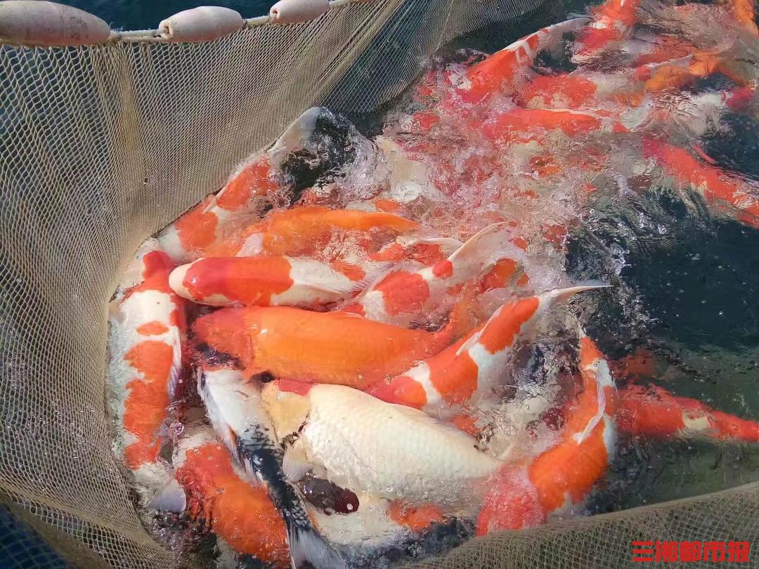 养殖锦鲤赚钱吗视频,养殖锦鲤致富