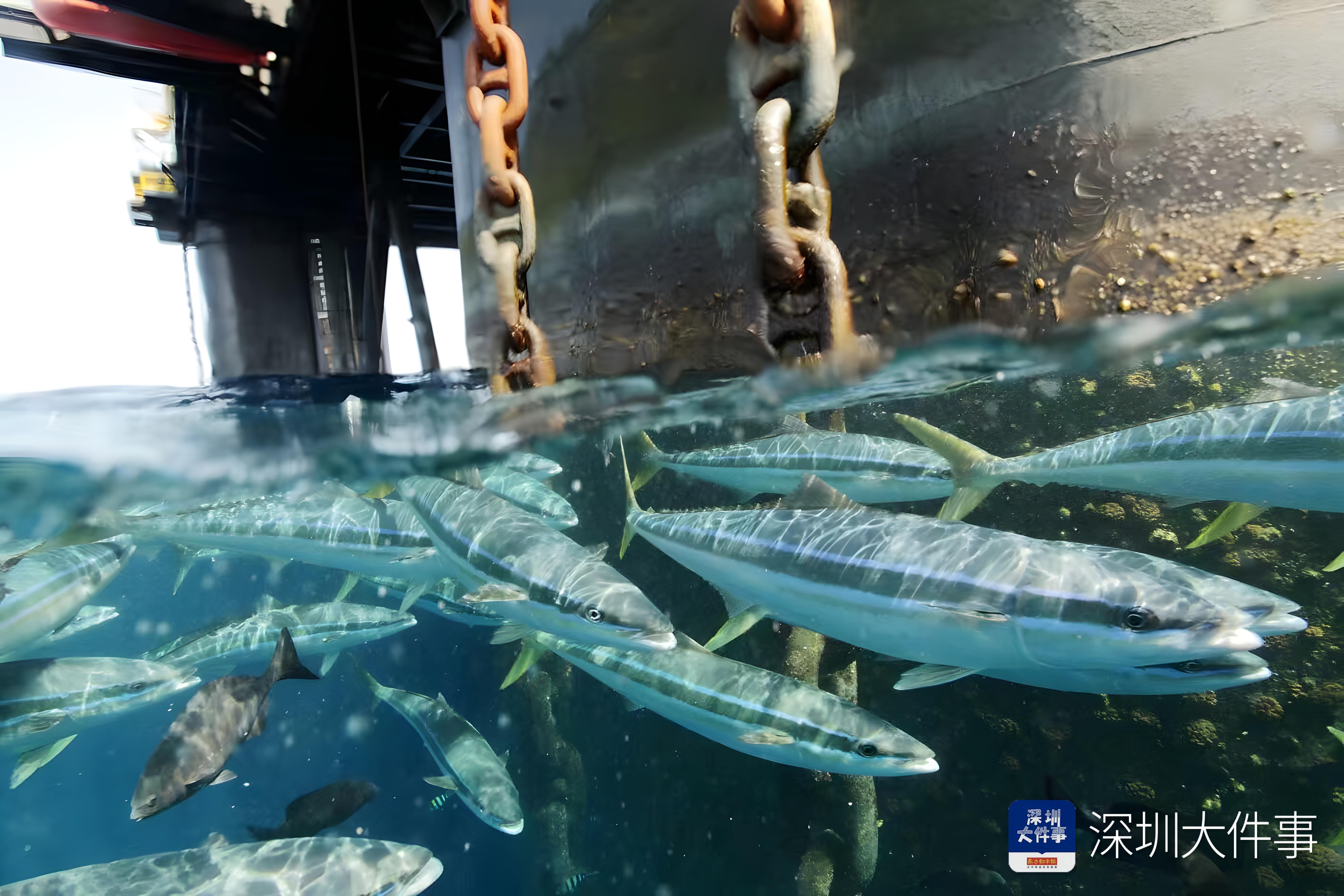 世界海洋日海豚,世界海洋日海豚守护