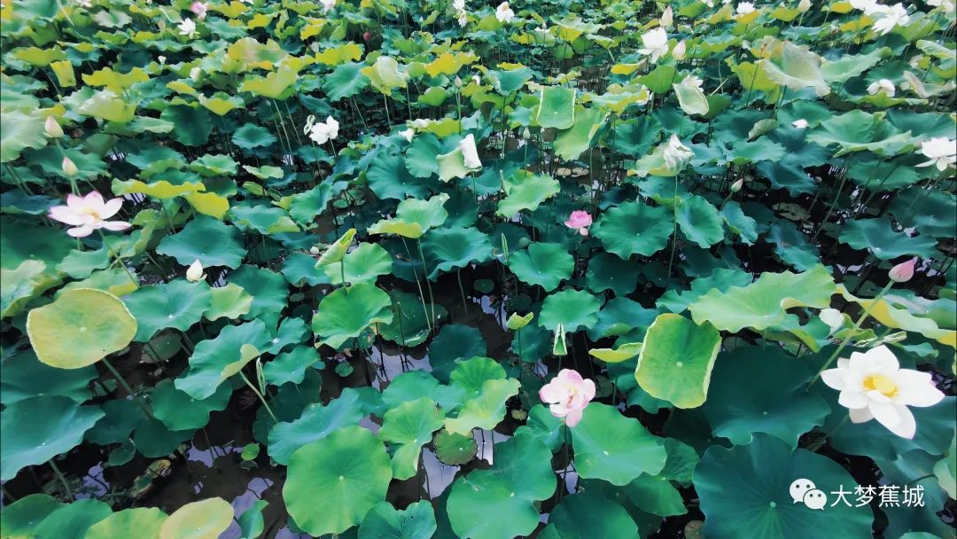 又是一年荷花盛开的季节荷花真美,又到了一年欣赏荷花季节