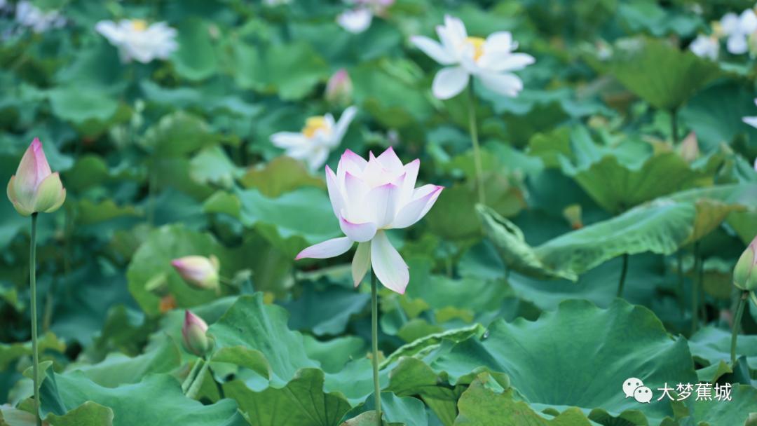 又是一年荷花盛开的季节荷花真美,又到了一年欣赏荷花季节