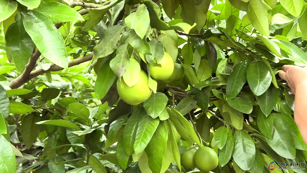 村村有特色产业户户有增收渠道,村有产业户户可增收吗